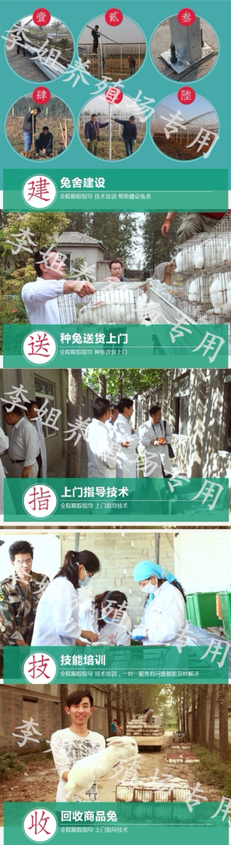 肉兔价格，杂交野兔，杂交肉兔，养兔利润