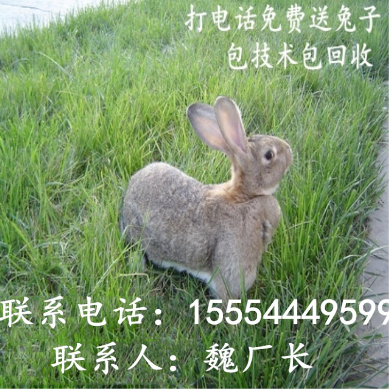 肉兔价格，杂交野兔，杂交肉兔，养兔利润
