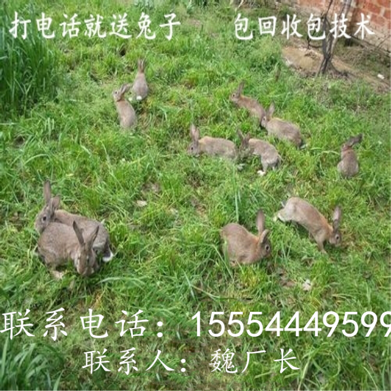 肉兔价格，杂交野兔，杂交肉兔，养兔利润