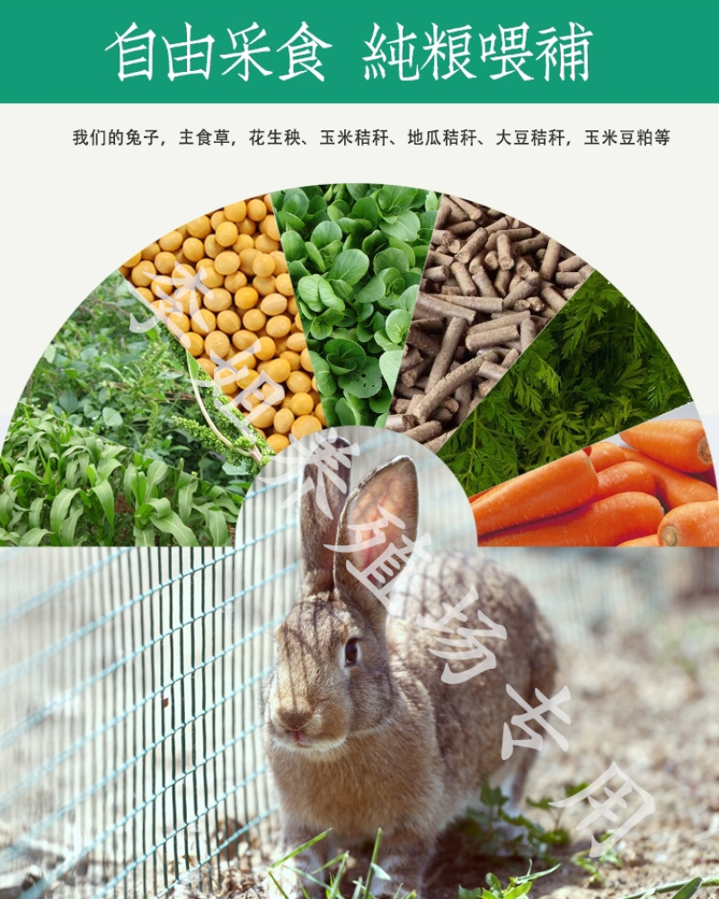 肉兔价格，杂交野兔，杂交肉兔，养兔利润