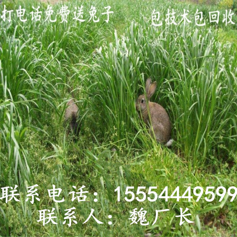 肉兔价格，杂交野兔，杂交肉兔，养兔利润