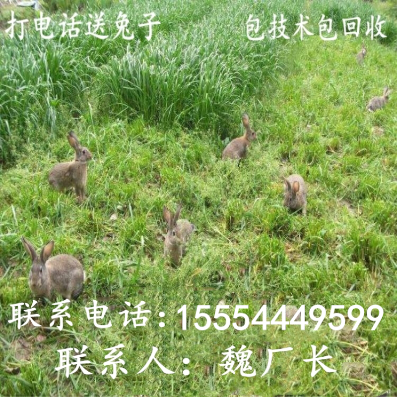 肉兔价格，杂交野兔，杂交肉兔，养兔利润