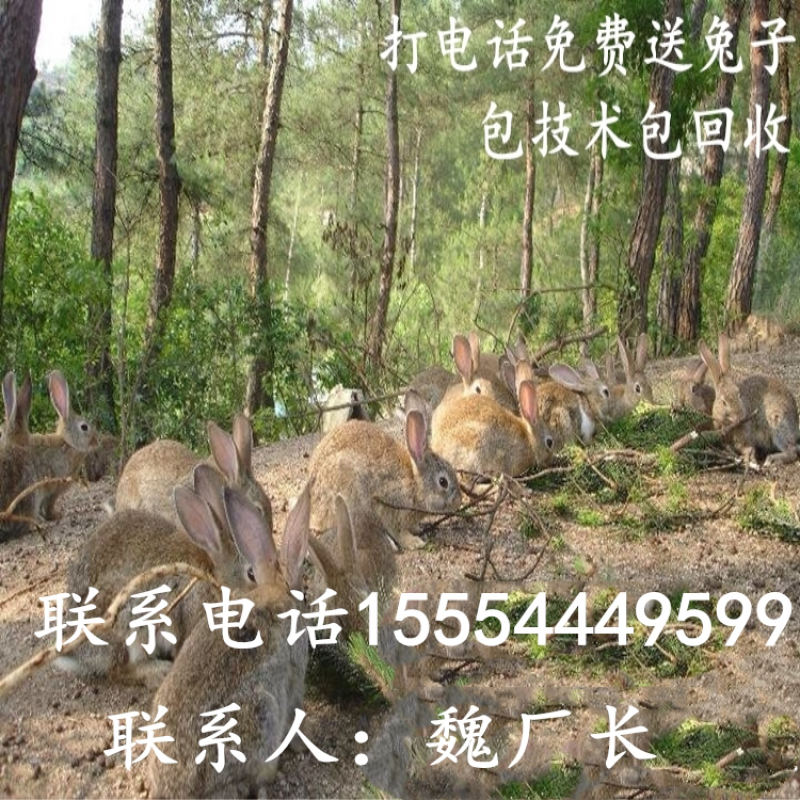 肉兔价格，杂交野兔，杂交肉兔，养兔利润