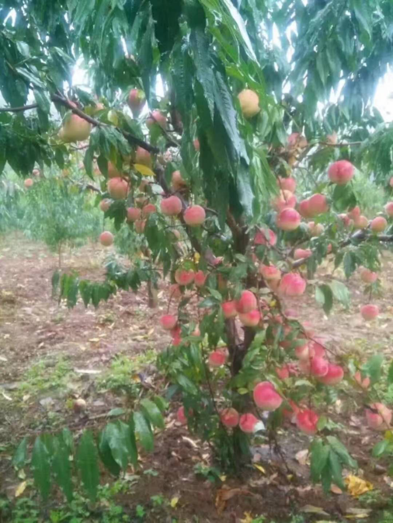 水密桃苗岱妃水密桃苗出售。二年苗