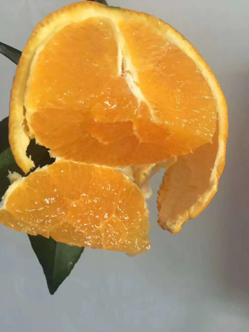 秭归脐橙纽荷尔