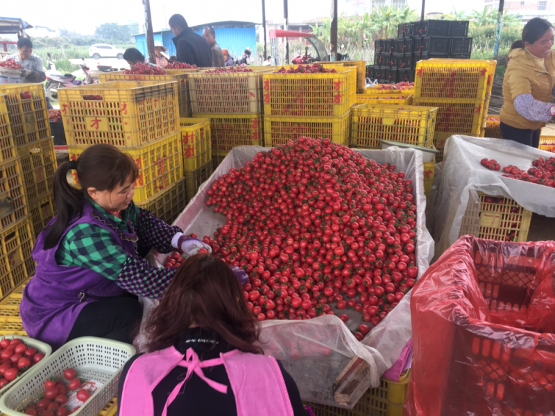 广西田阳千禧圣女果大量上市货源足有需要的朋友可以联系我