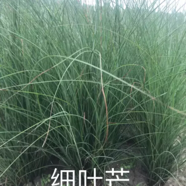 细叶芒
