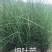 细叶芒