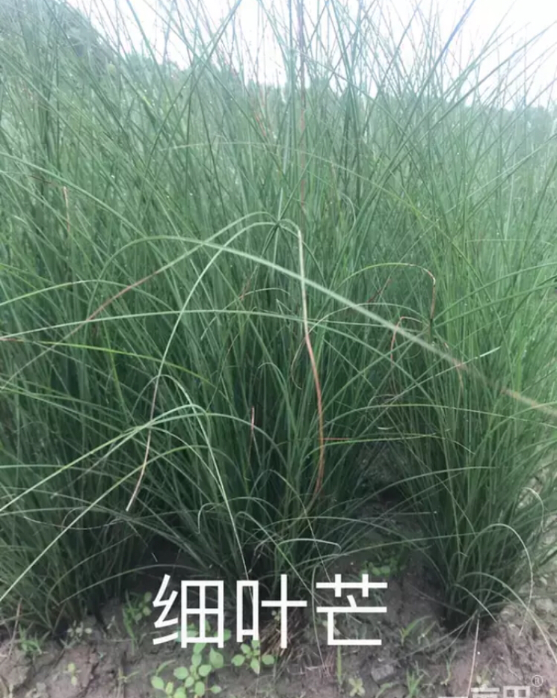 细叶芒