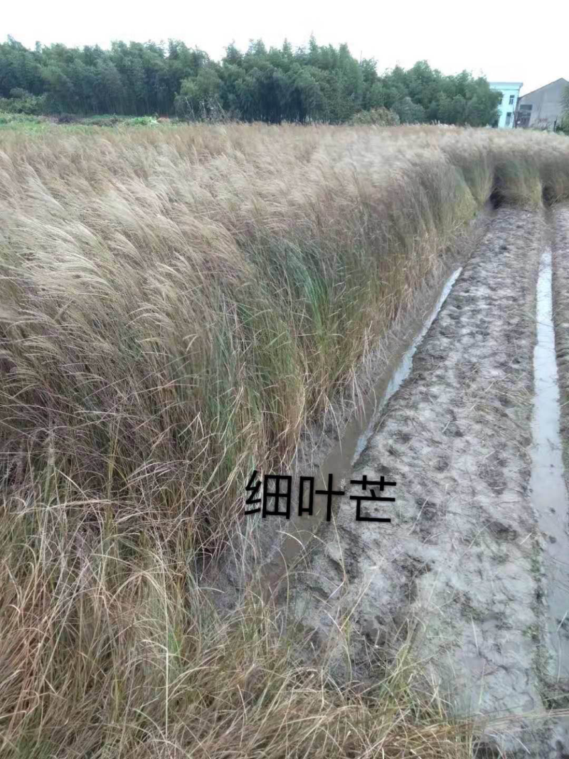 细叶芒