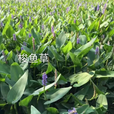梭鱼草