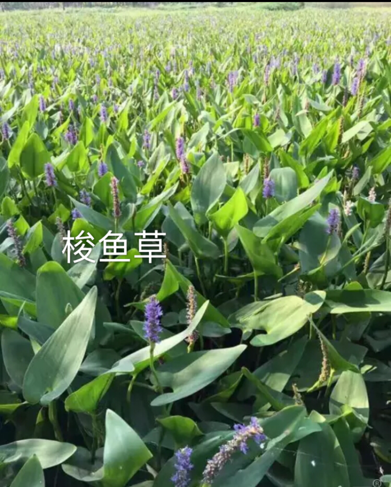 梭鱼草