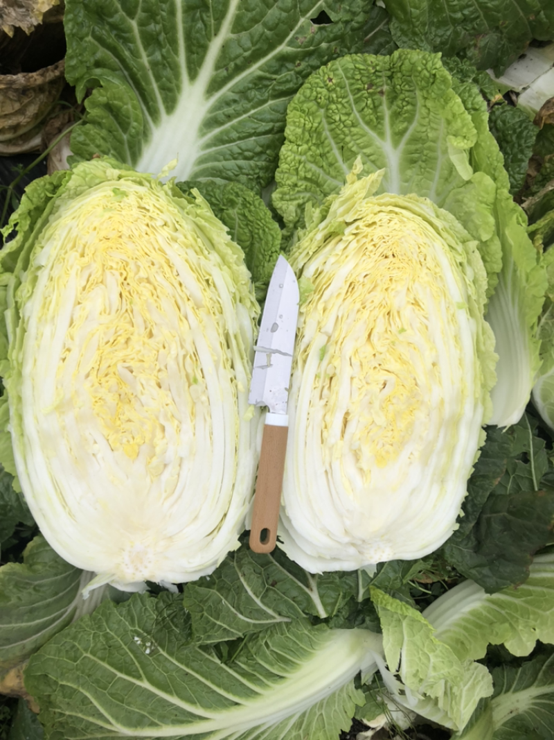 145、黄心大白菜—本地优质农产品，价格美丽