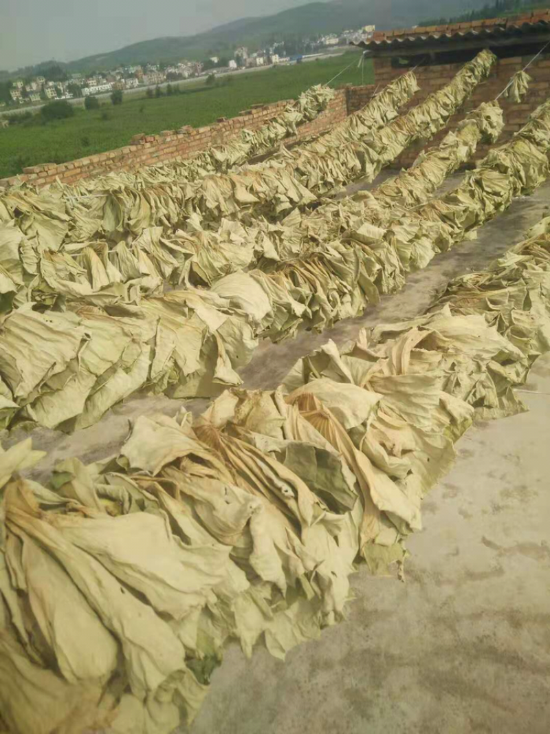 荷叶