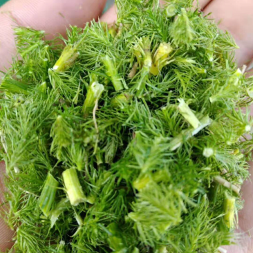 伸筋草