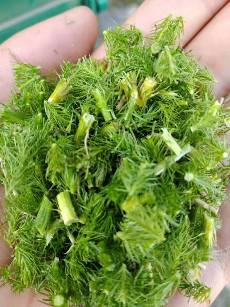 伸筋草