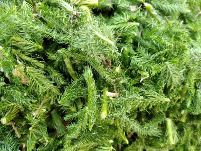 伸筋草