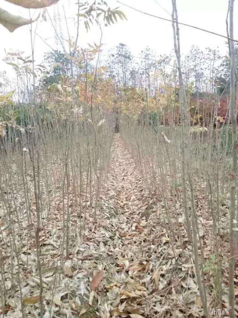 无患子小苗