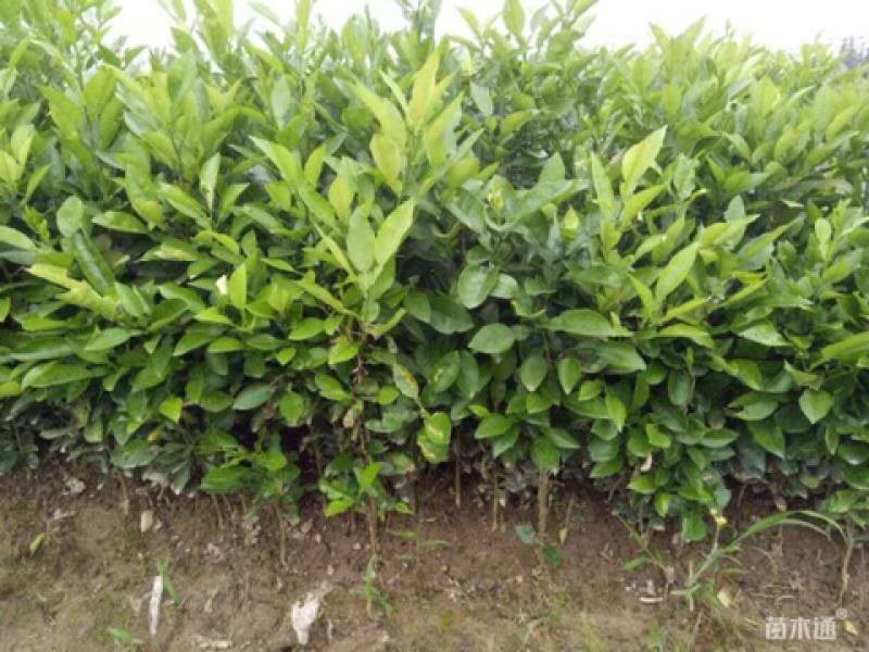 100厘米香泡小苗