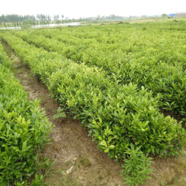 100厘米香泡小苗