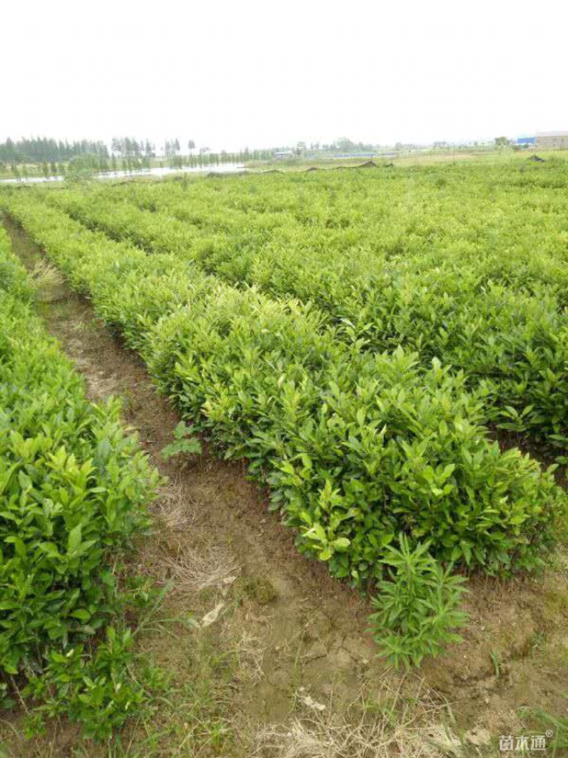 100厘米香泡小苗