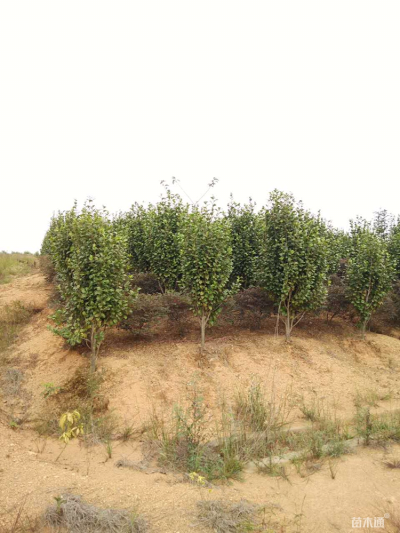 100厘米茶花