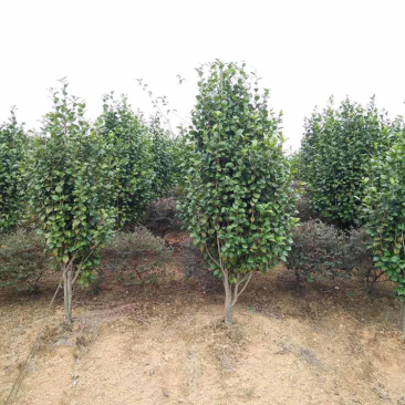 100厘米茶花