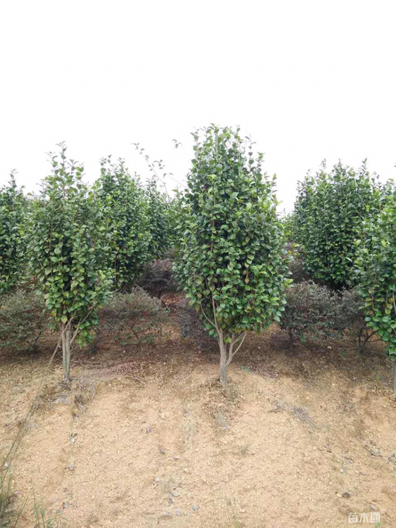 100厘米茶花