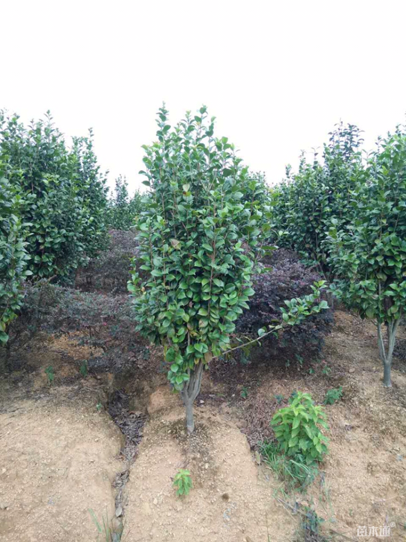 100厘米茶花