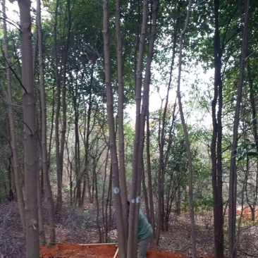30公分木荷
