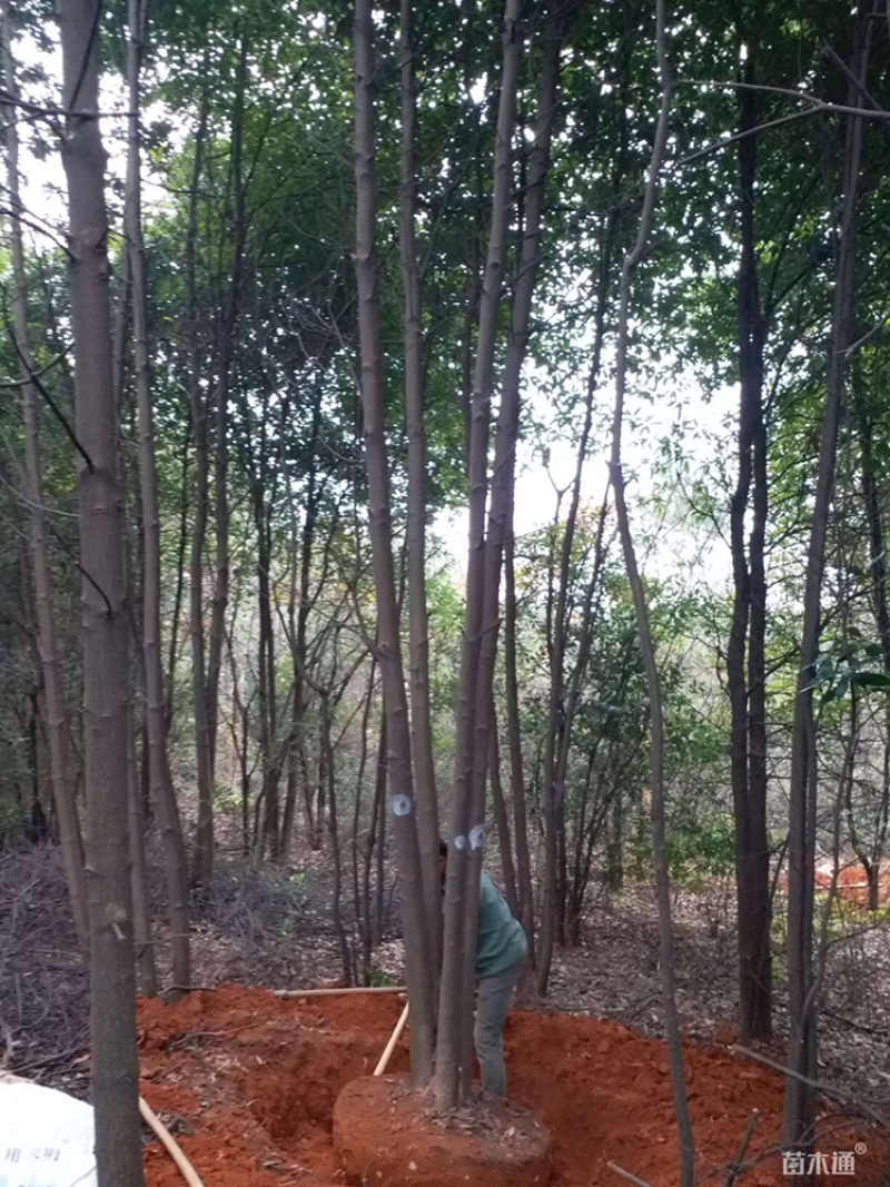 30公分木荷