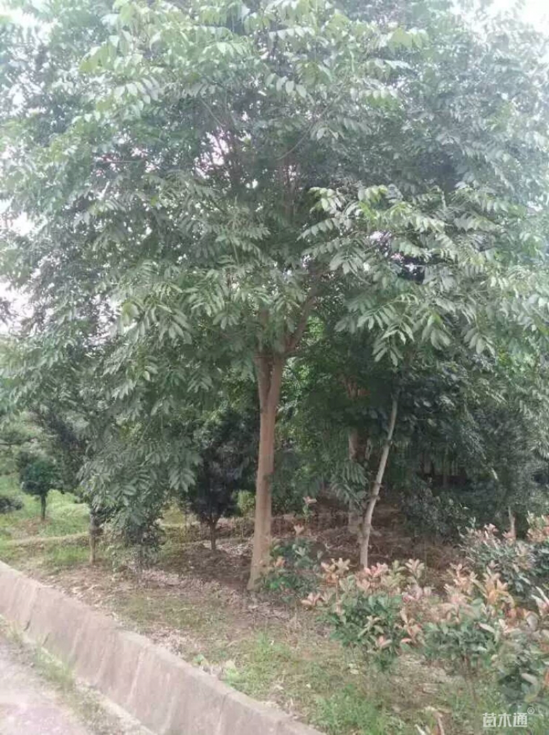10公分无患子