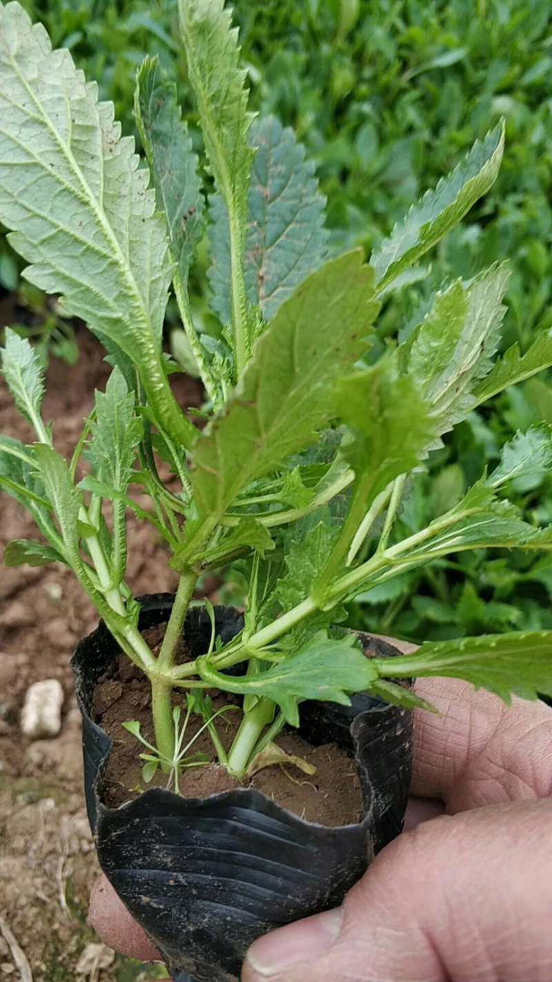 马鞭草马鞭草种苗，小苗，马鞭草杯苗，花海打造规划设计