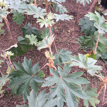 通草种苗大通草种苗