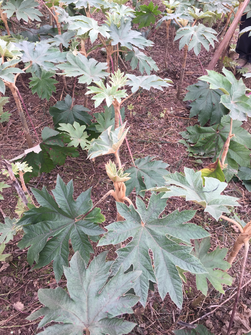 通草种苗大通草种苗