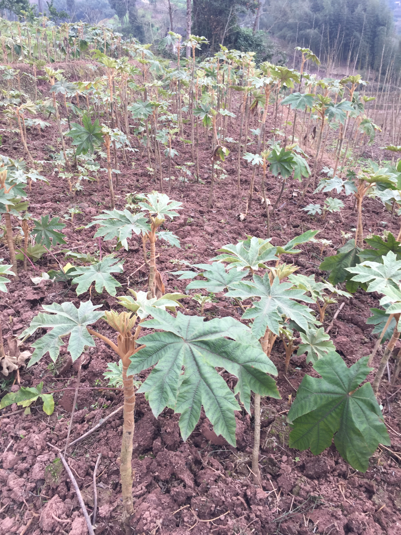 通草种苗大通草种苗