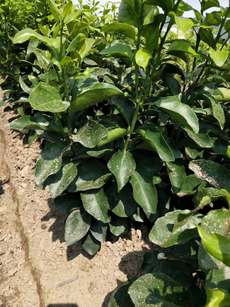 果苗出售：砂糖橘苗，沃柑苗（091），金葵砂糖橘苗，金秋
