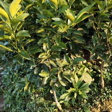 果苗出售：砂糖橘苗，沃柑苗（091），金葵砂糖橘苗，金秋