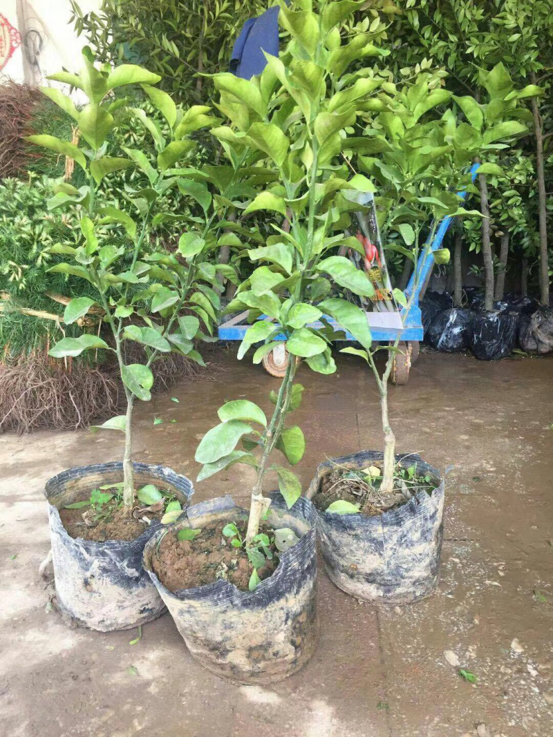 果苗出售：砂糖橘苗，沃柑苗（091），金葵砂糖橘苗，金秋