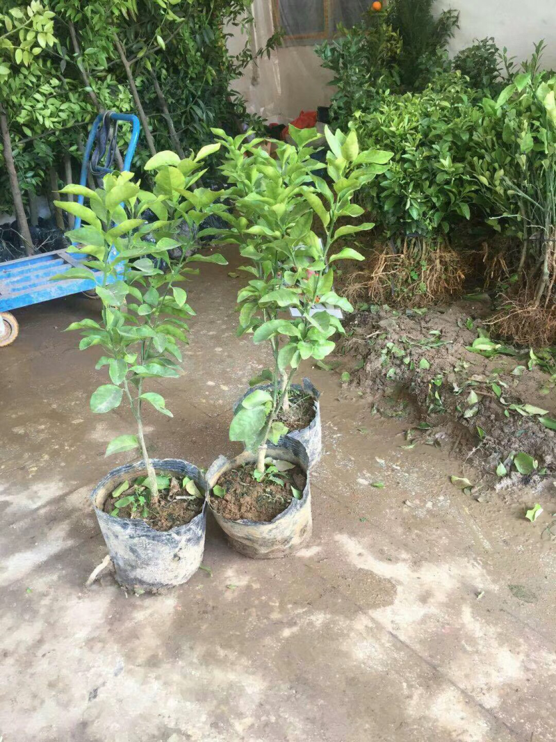 果苗出售：砂糖橘苗，沃柑苗（091），金葵砂糖橘苗，金秋