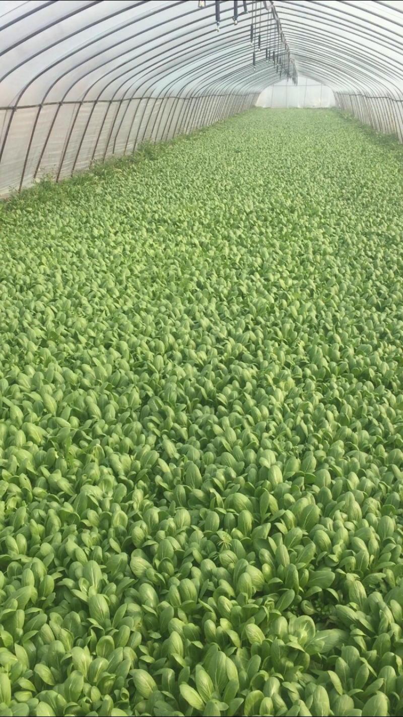山东小油菜上海青产地直发常年代收代办