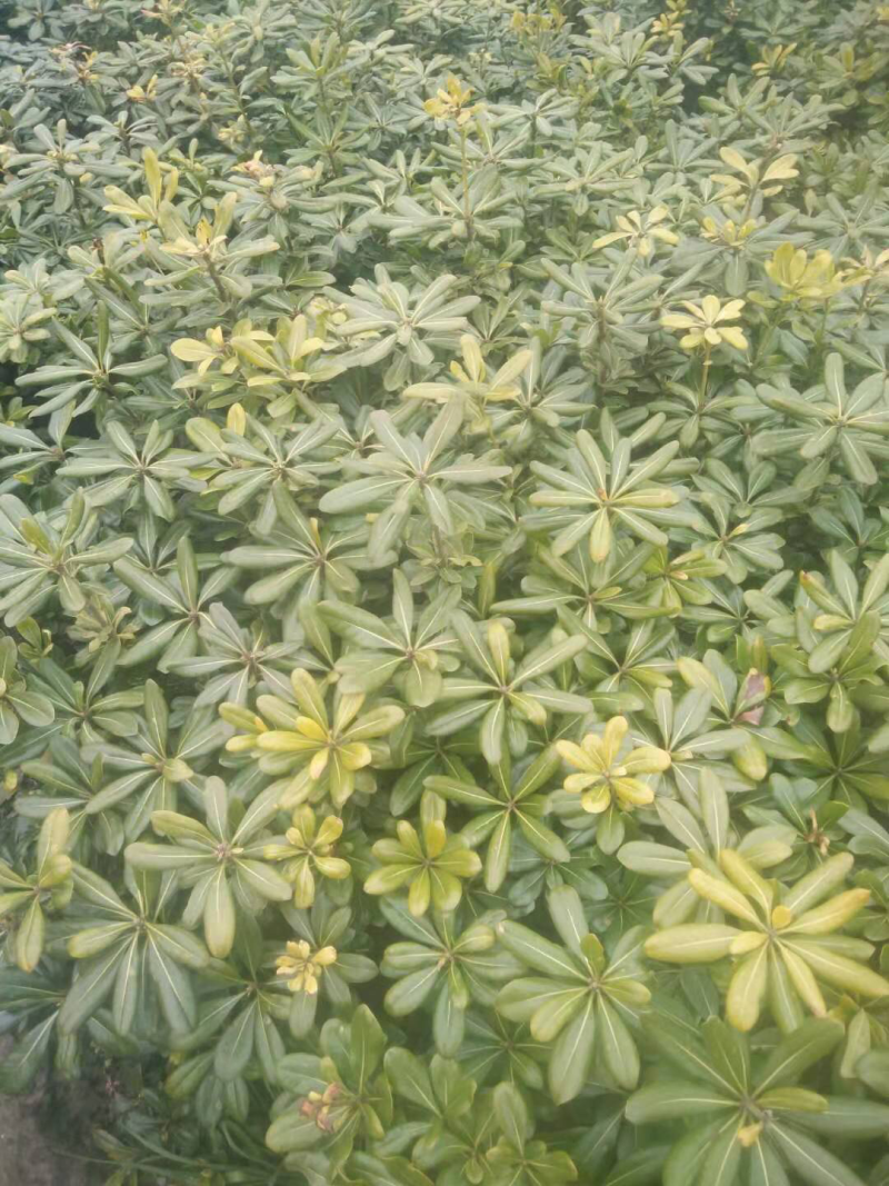 海桐
