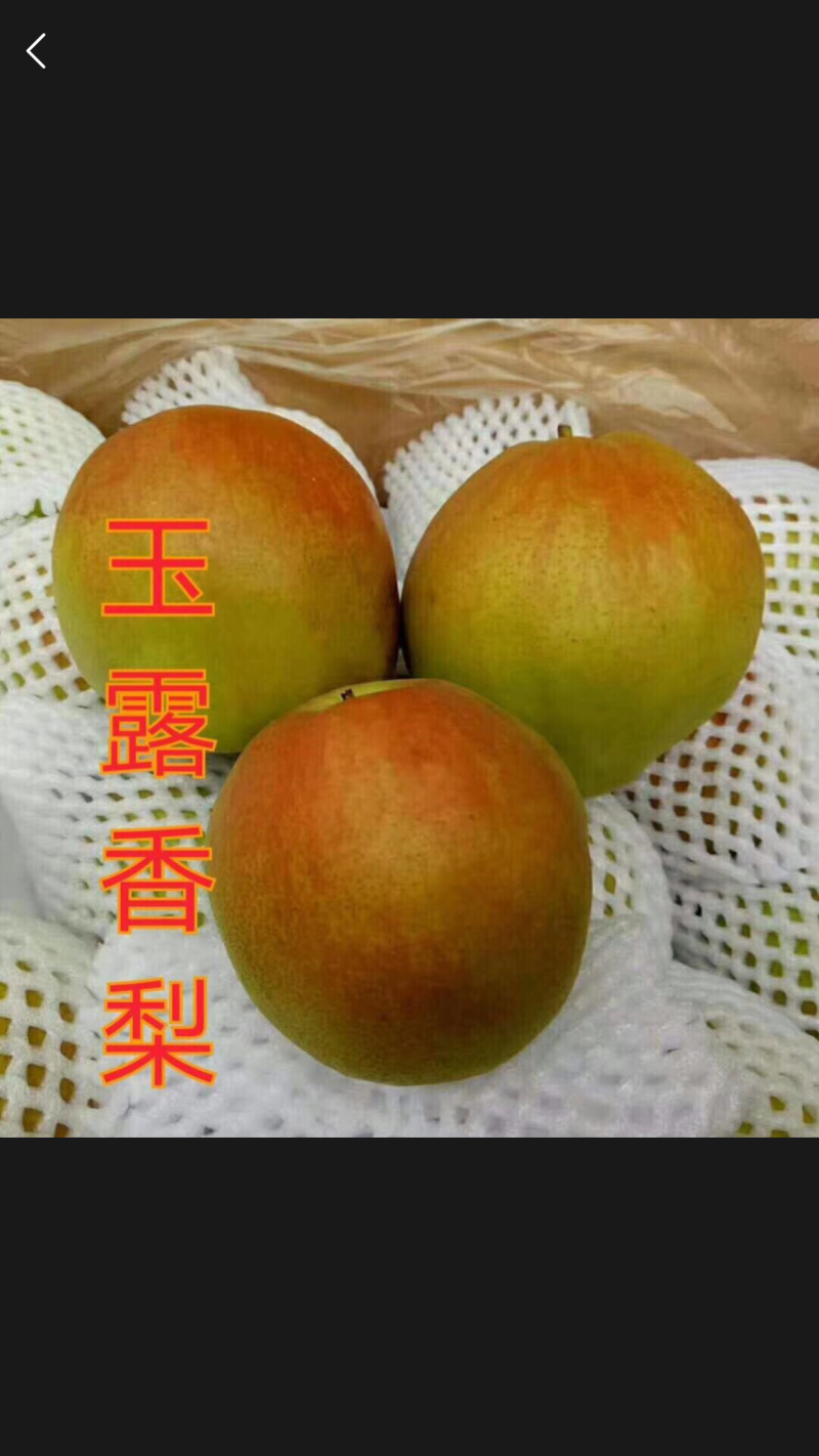 梨树苗新品种梨树苗梨树