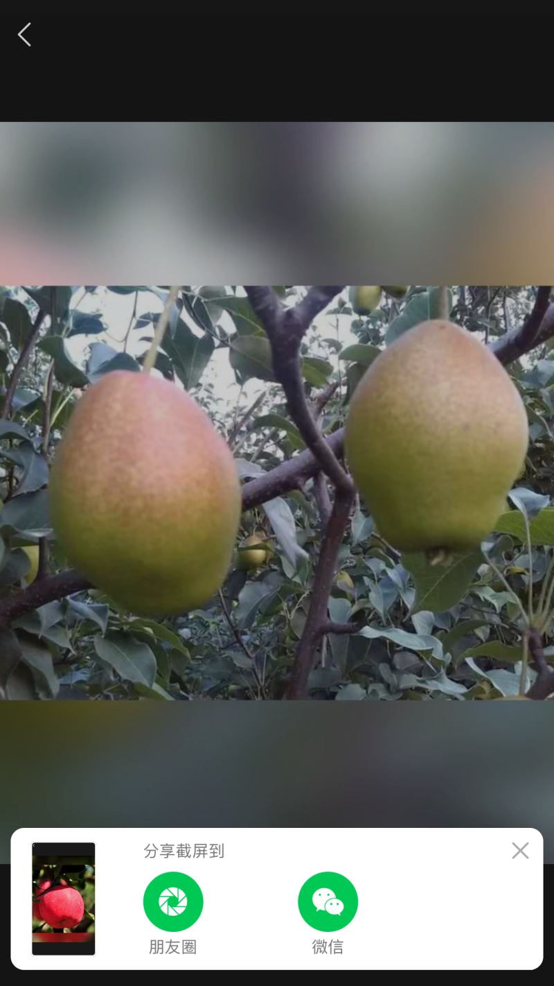 梨树苗新品种梨树苗梨树
