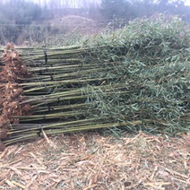 各种竹子苗大量上市