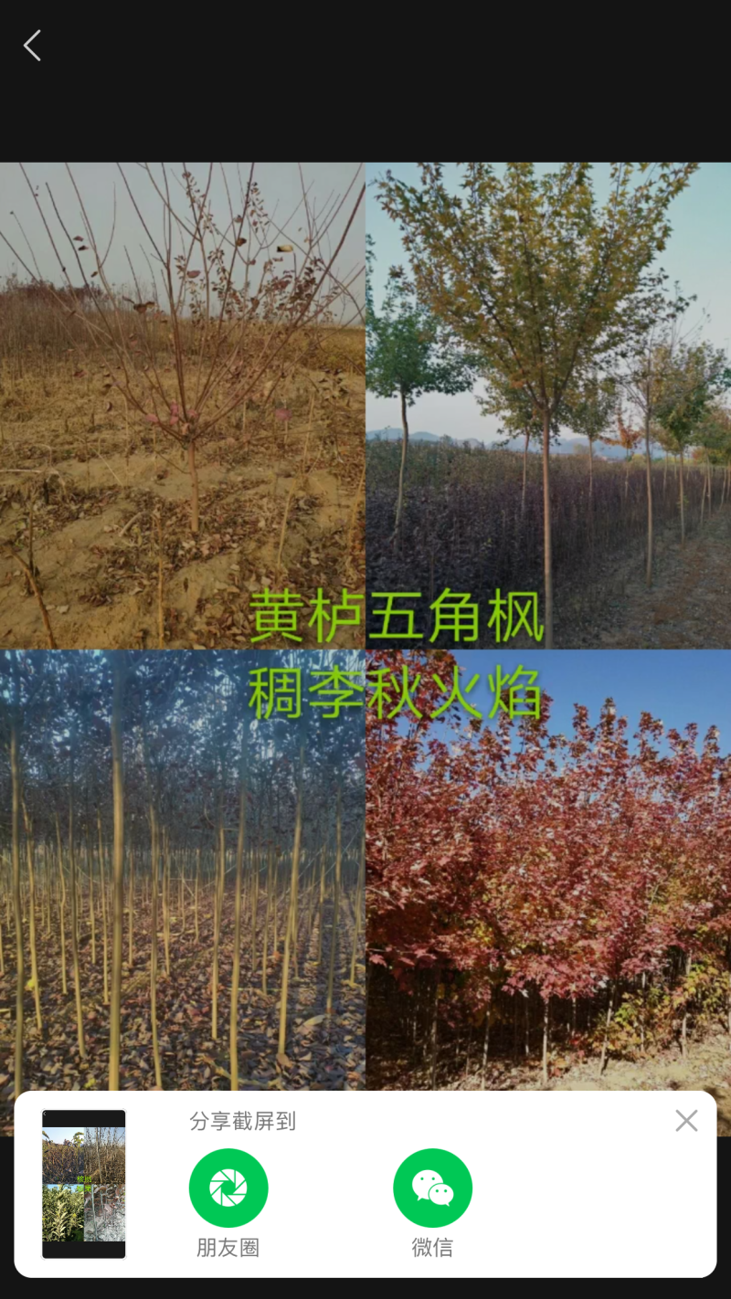 各种绿化树苗规格全价格优