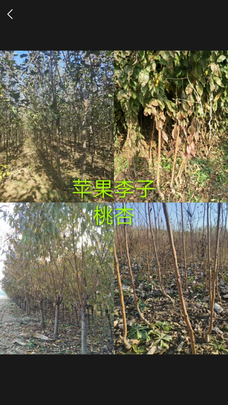 各种绿化树苗规格全价格优