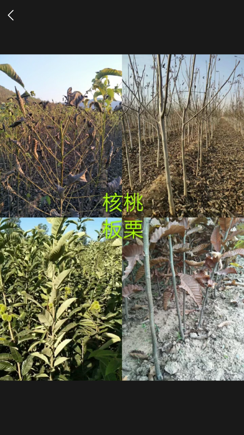 各种绿化树苗规格全价格优