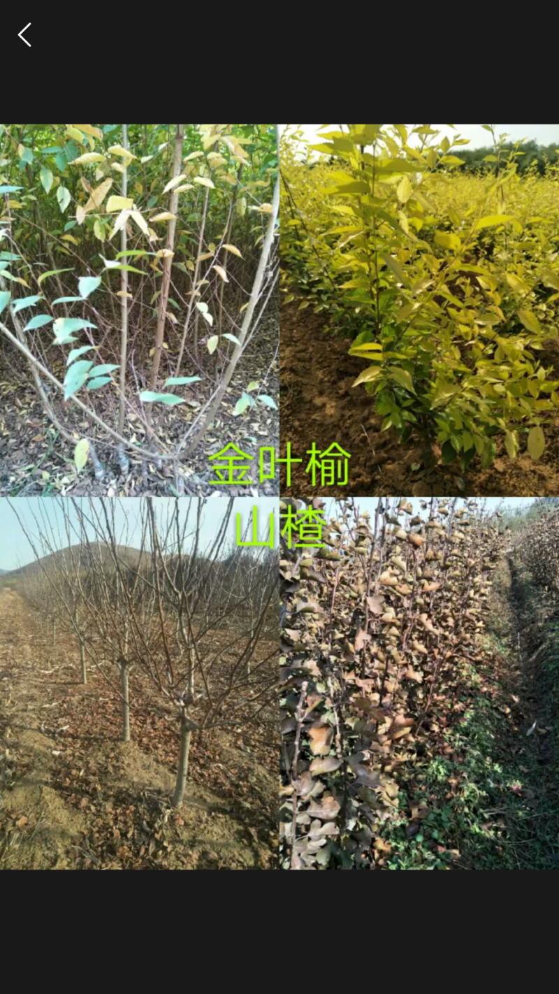各种绿化树苗规格全价格优