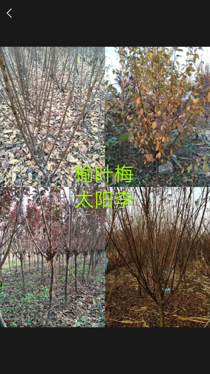 各种绿化树苗规格全价格优